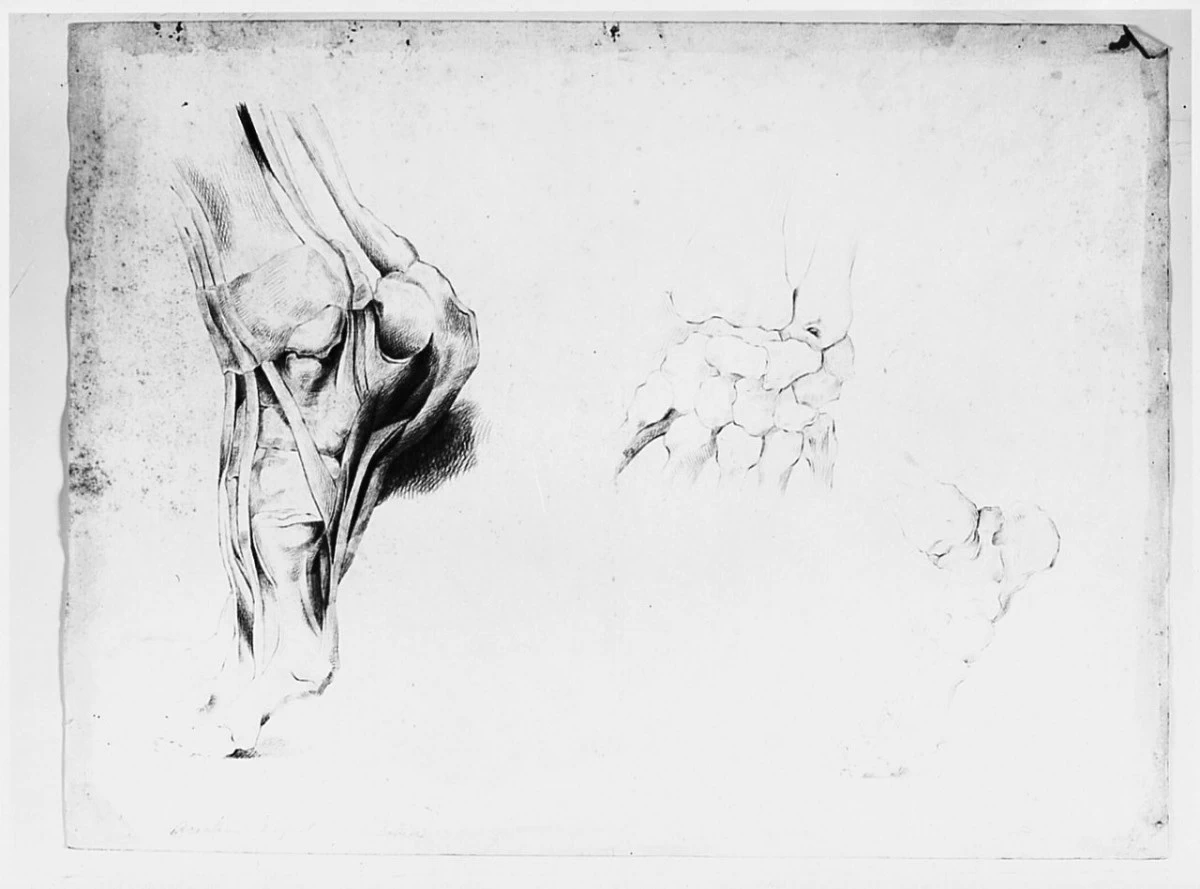 Particolari anatomici , piede - Galleria degli Uffizi, Firenze